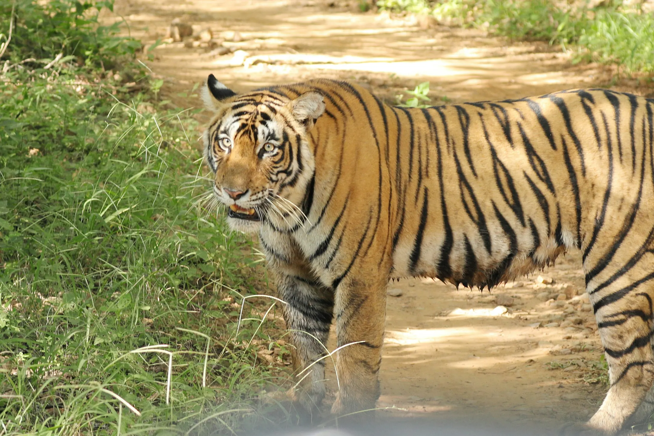 Ranthambore Safari Guide in 2026 | Tiger Safari, Zones, Booking & Costs