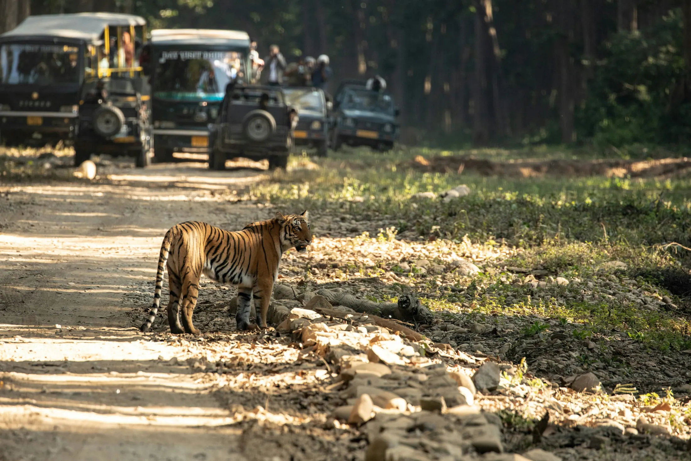 Rajasthan Wildlife Tour 8 Days (7N/8D)
